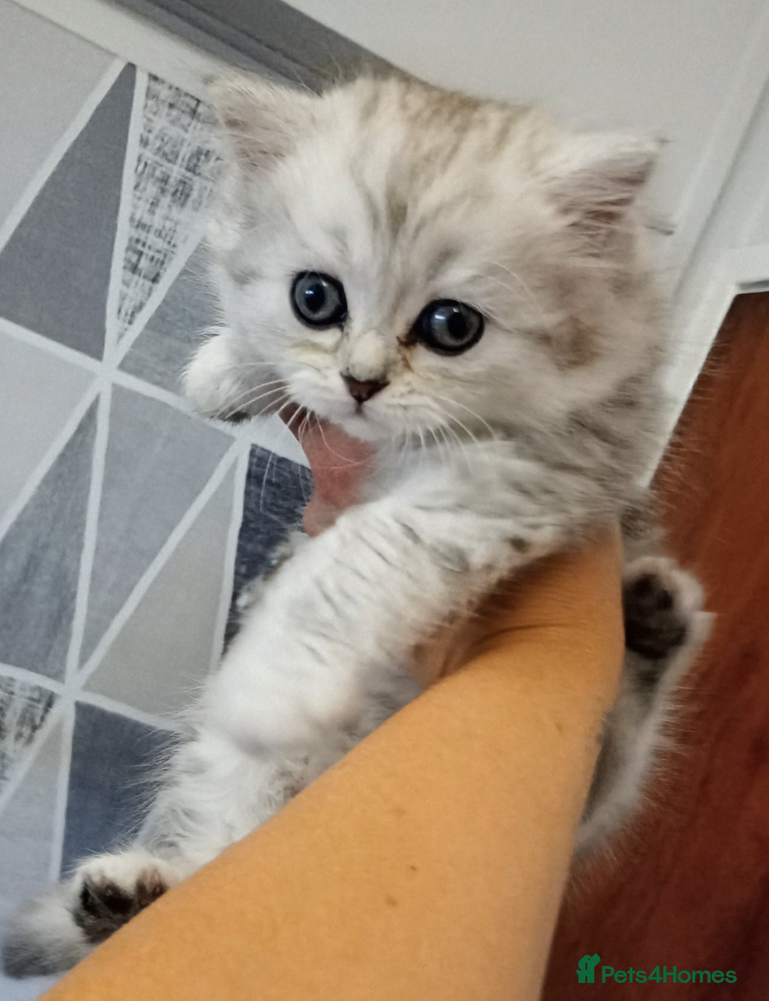 Persian cats ** 1 Girl left - READY TO LEAVE** - Advert 7