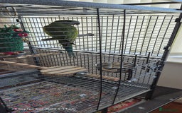 Parakeets birds for sale: 5 month old derbyan male  - Image 3