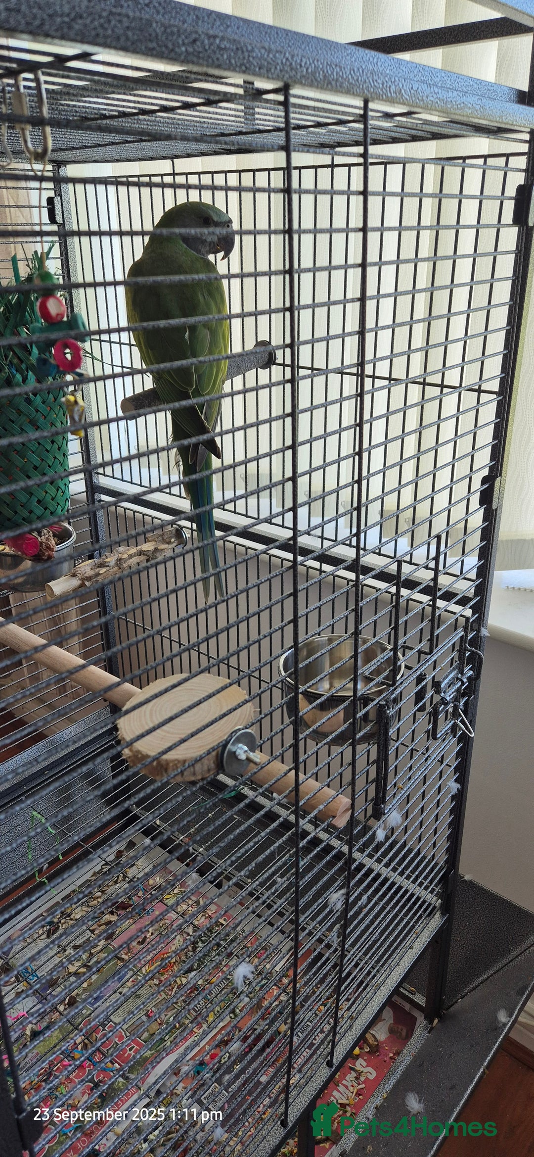 Parakeets birds for sale: 5 month old derbyan male  - Image 3