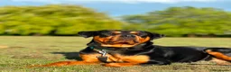Rottweiler dogs for sale: Chuncky Rottweiler puppies  - Advert 3