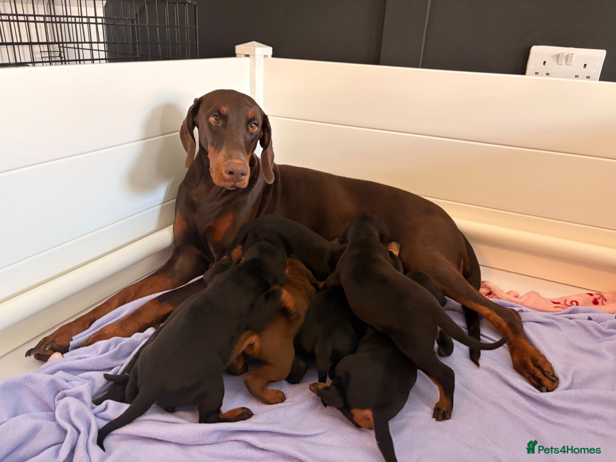 Dobermann dogs 🏡 Ready to Collect | KC Registered Dobermans - Advert 2