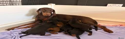 Dobermann dogs for sale: READY TO COLLET NOW | RKC DOBERMAN | CHAMPION LINE - Advert 9