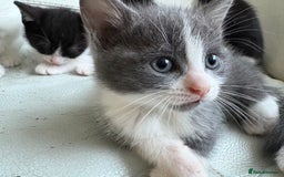 Mixed Breed cats for sale: Kittens for sale - Image 10