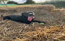 Mixed Breed dogs for sale: 1 year old black female black Labrador mix  - Image 21
