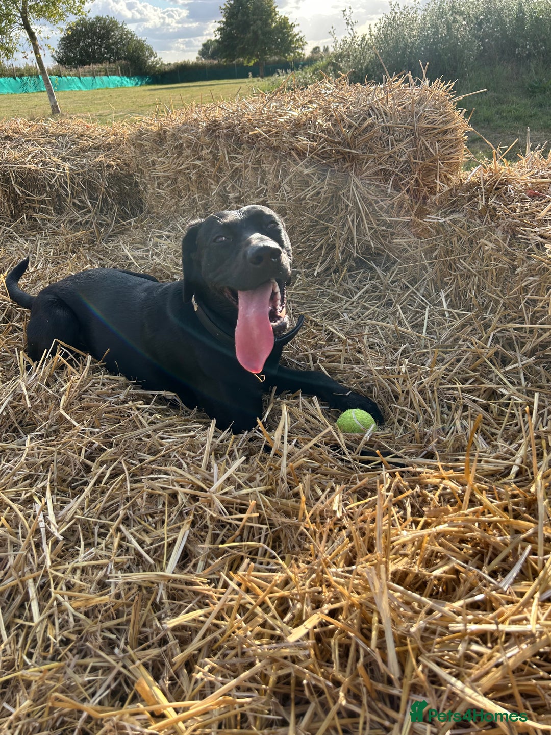 Mixed Breed dogs for sale: 1 year old black female black Labrador mix  - Image 21
