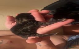 Mixed Breed cats for sale: Black Tabby kittens - Image 12
