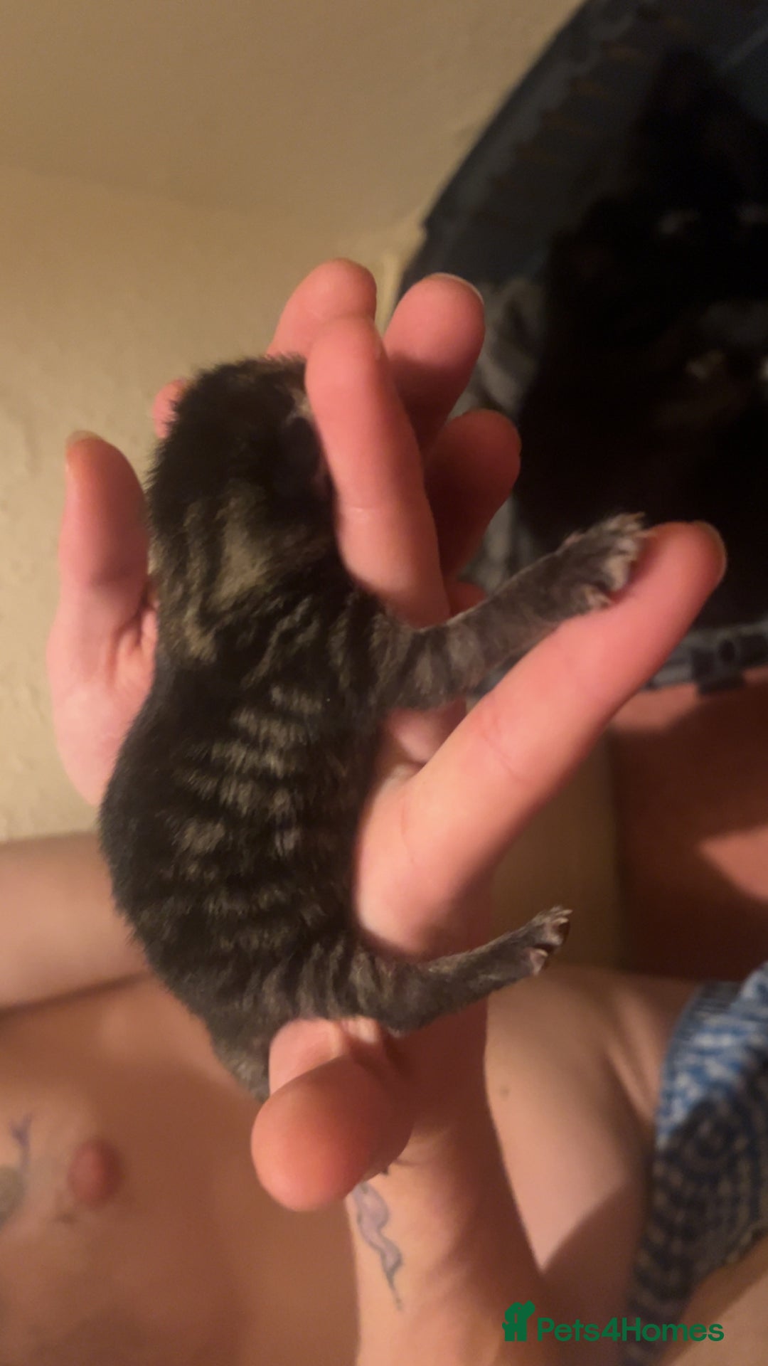 Mixed Breed cats for sale: Black Tabby kittens - Image 12