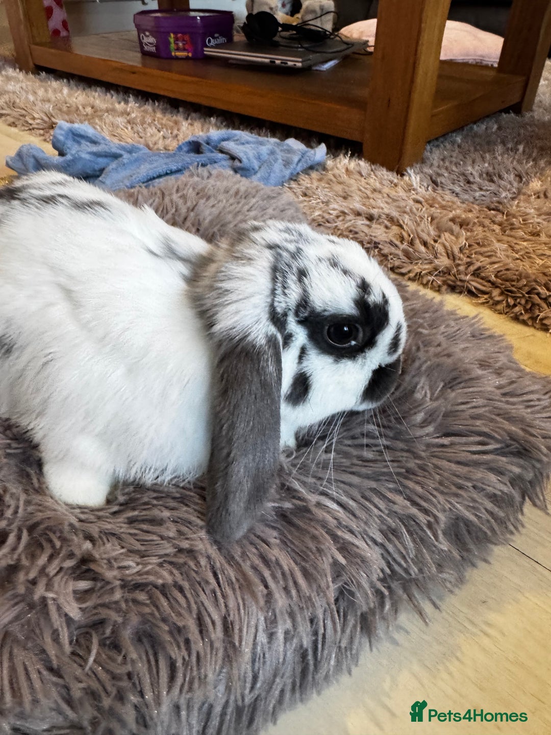 Mini Lop rabbits for sale: Mini Lop bunnies for sale  - Advert 22