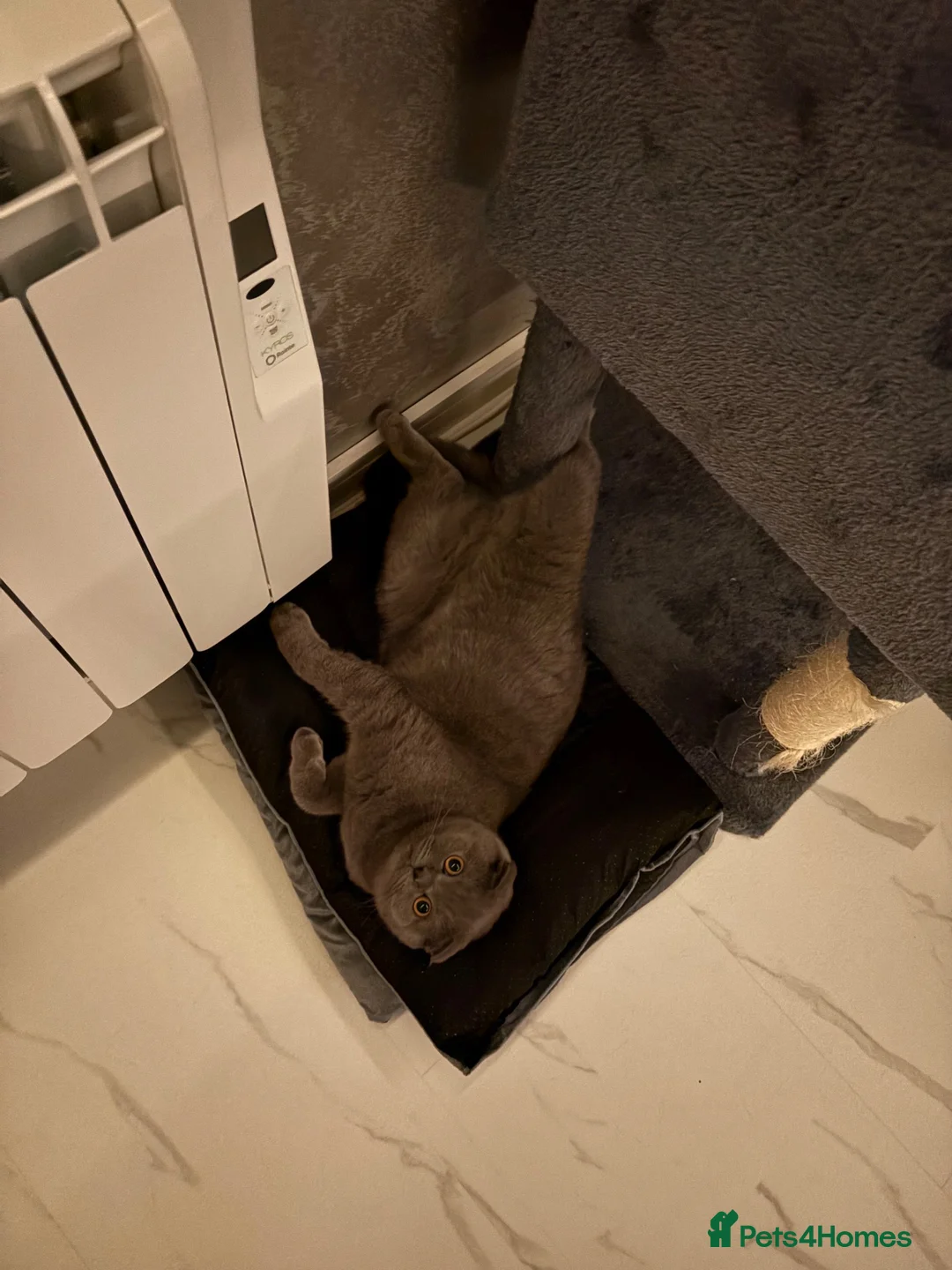 Scottish Fold cats for sale: 7 Beautifully Scottish Fold/Straight kittens - Advert 1