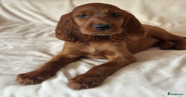 Irish Setter dogs - Advert 8