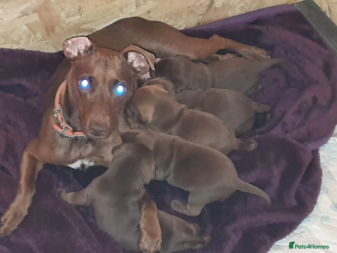Patterdale Terrier dogs for sale: 5 patterdale puppies - Advert 2