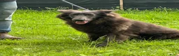 German Shepherd dogs for sale: Adult blue German shepherd  - Advert 3