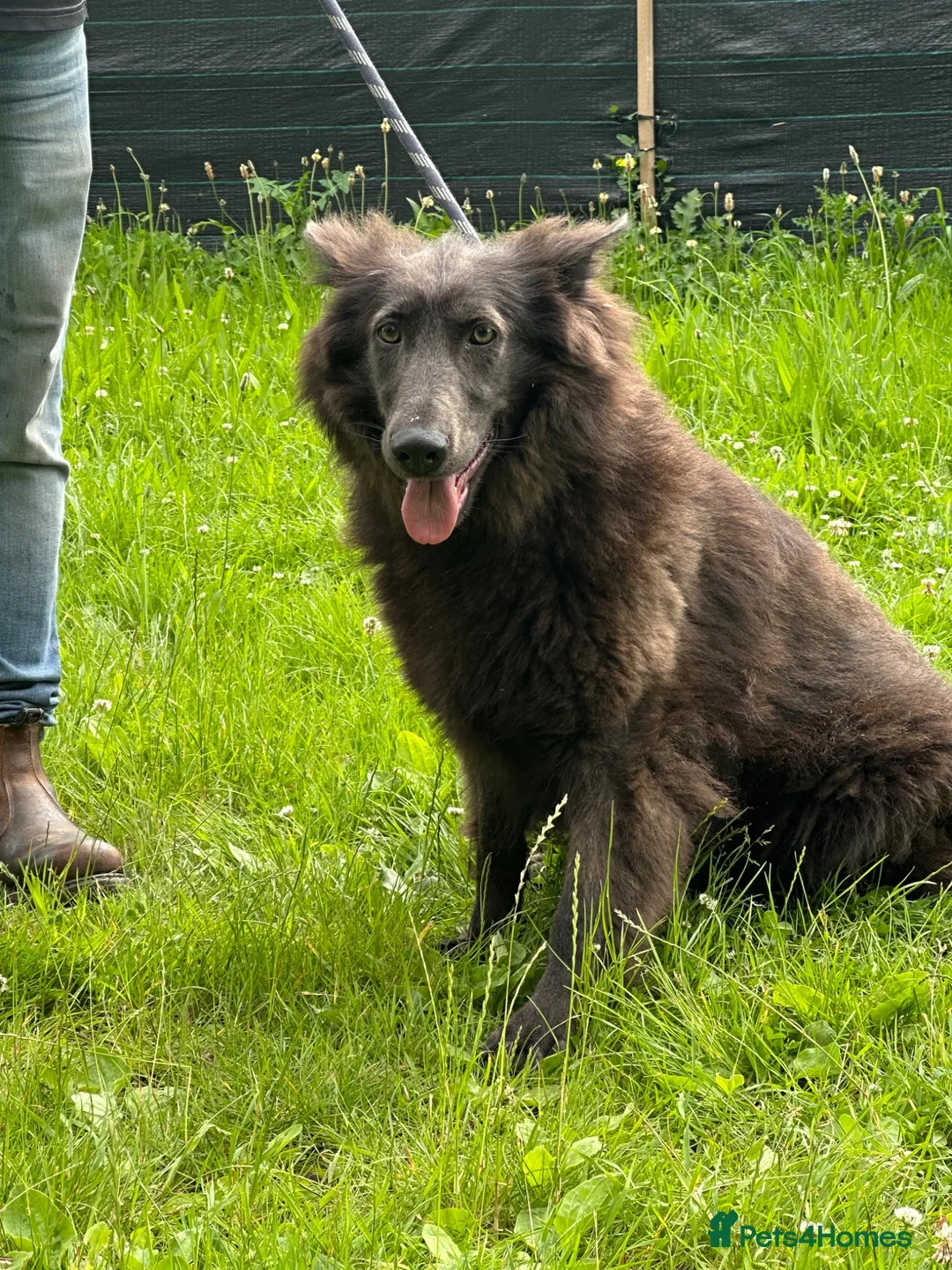 German Shepherd dogs for sale: Adult blue German shepherd  - Advert 3