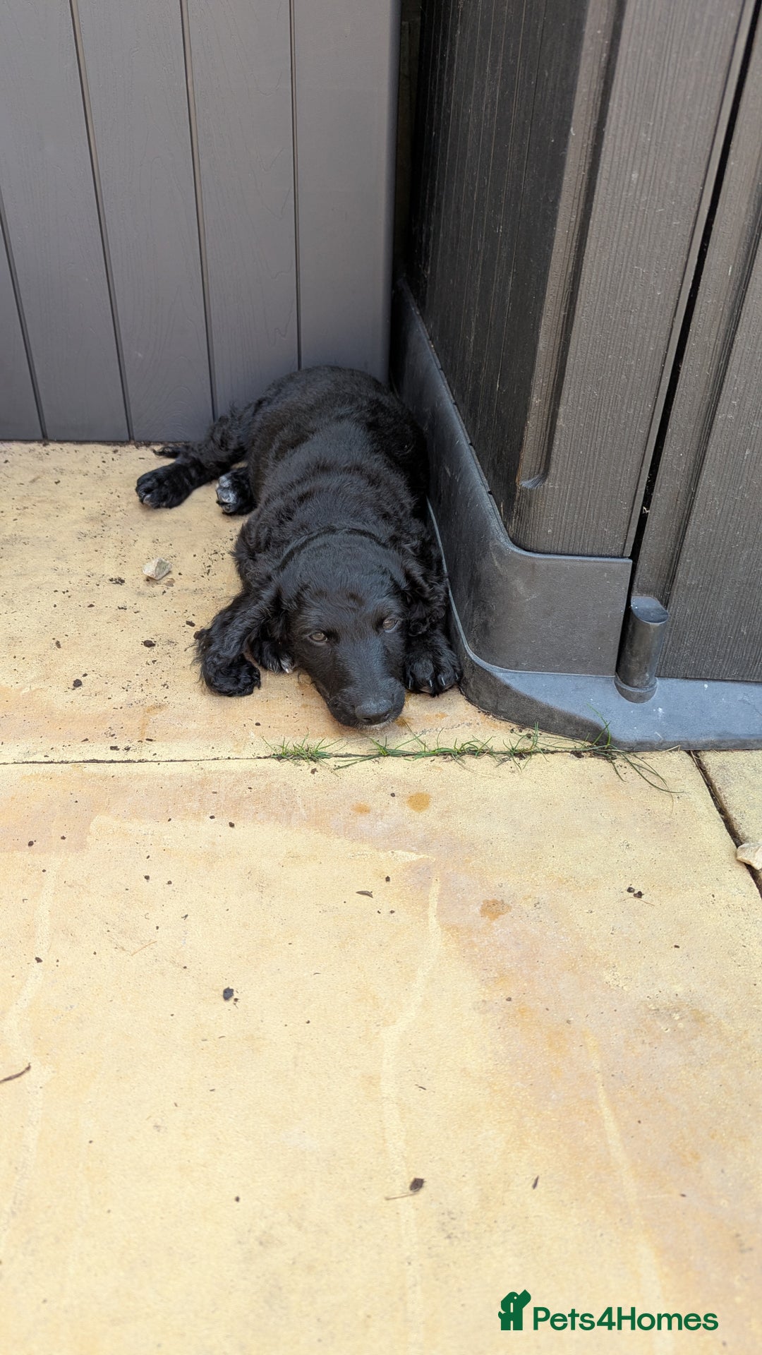 Cockapoo dogs for sale: Gorgeous Cockapoo F2 puppies for sale - Image 16