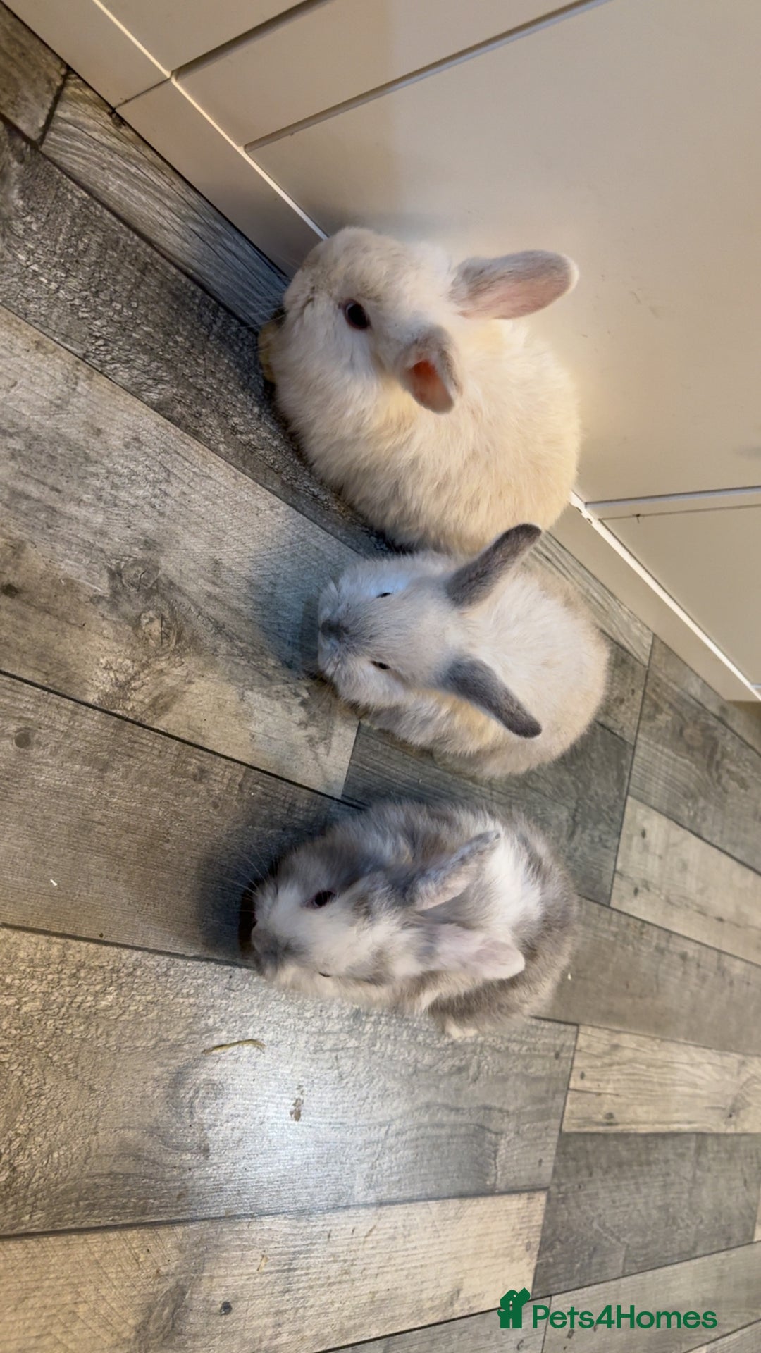 Mixed Breed rabbits for sale: Mini lop X lion head bunnies  - Advert 5
