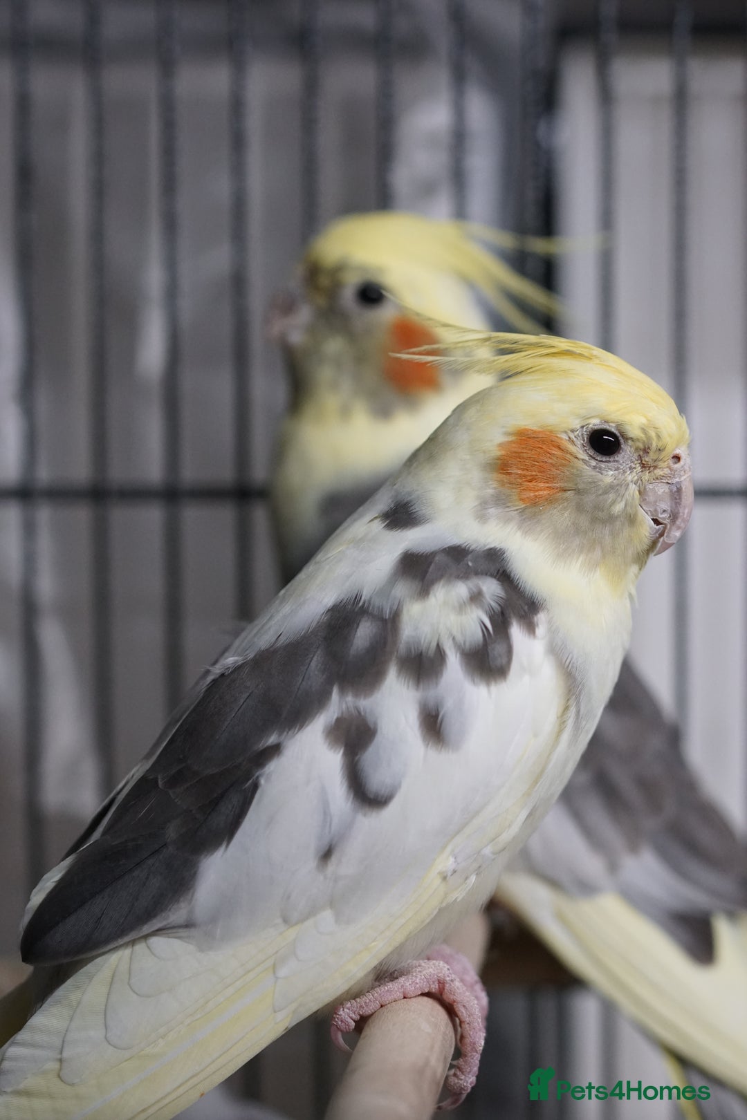 Cockatiels birds for sale: Young Cockatiels - Image 6
