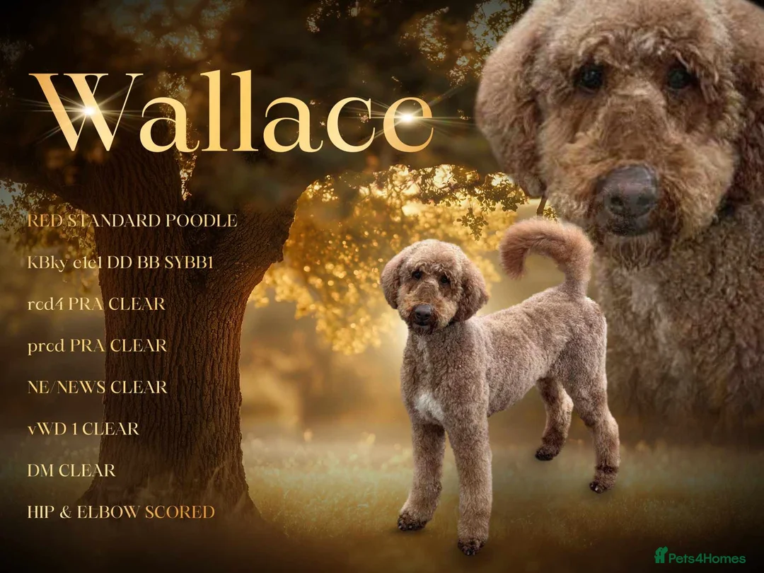 Standard Poodle dogs for stud: Wallace kc reg standard red poodle  in Market Drayton - Advert 8