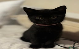 British Shorthair cats for sale: 5 BSH kittens (Grey Kitten GONE) - Image 23