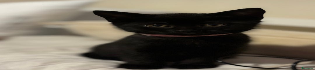 British Shorthair Kitten 1