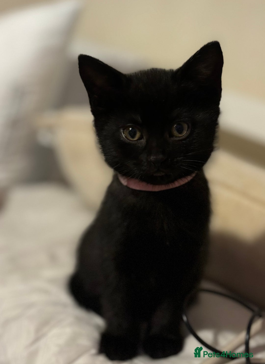 British Shorthair cats for sale: 5 BSH kittens (Grey Kitten GONE) - Image 23