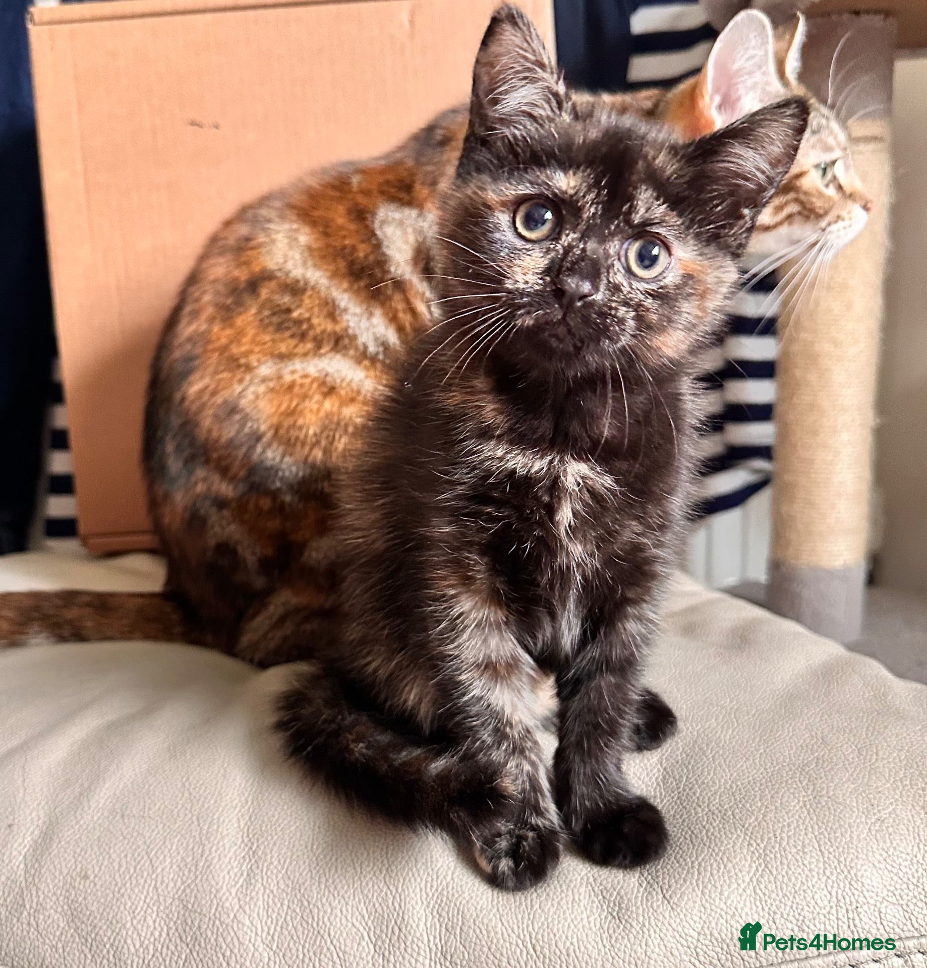 Mixed Breed cats Adorable tortie kitty looking for a new owner - Advert 1