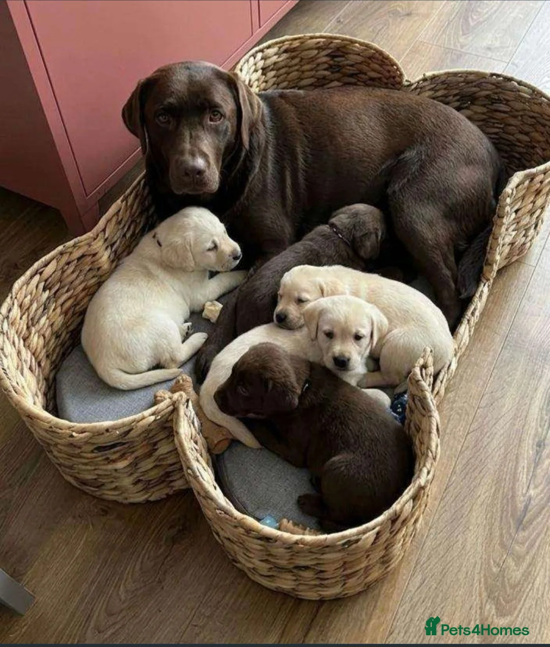 Labrador Retriever dogs for sale: Labrador puppy - Advert 8