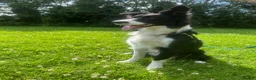 Border Collie dogs for sale: Reggie needing a forever home  - Advert 3