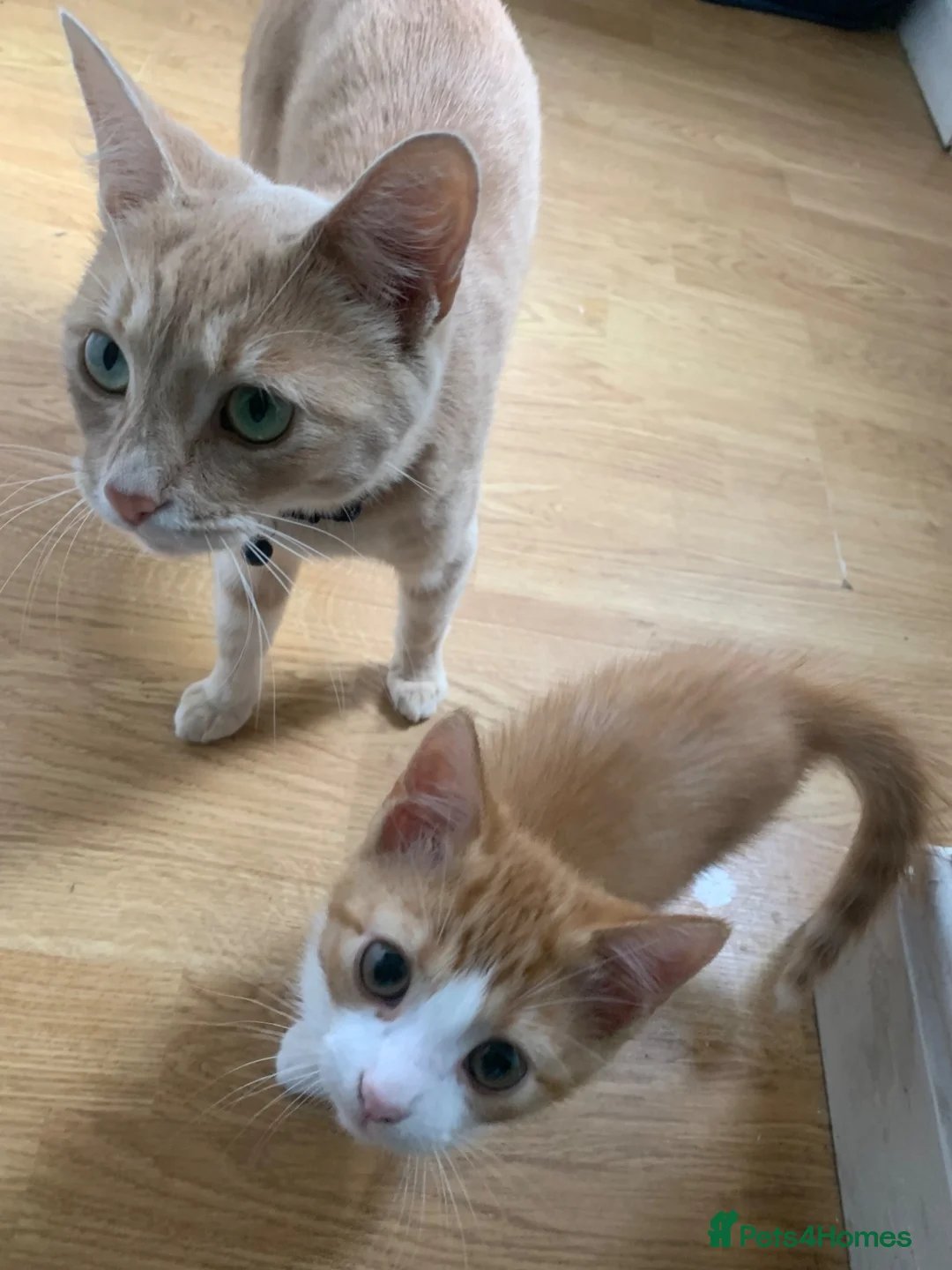 American Shorthair cats for sale: American Shorthair twins  - Advert 2