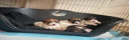 Jack Russell dogs for stud: KC Jack Russell Cliff At STUD - Advert 3