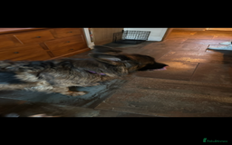 German Shepherd dogs for sale: Lovely Soft Natured Girl - Advert 5