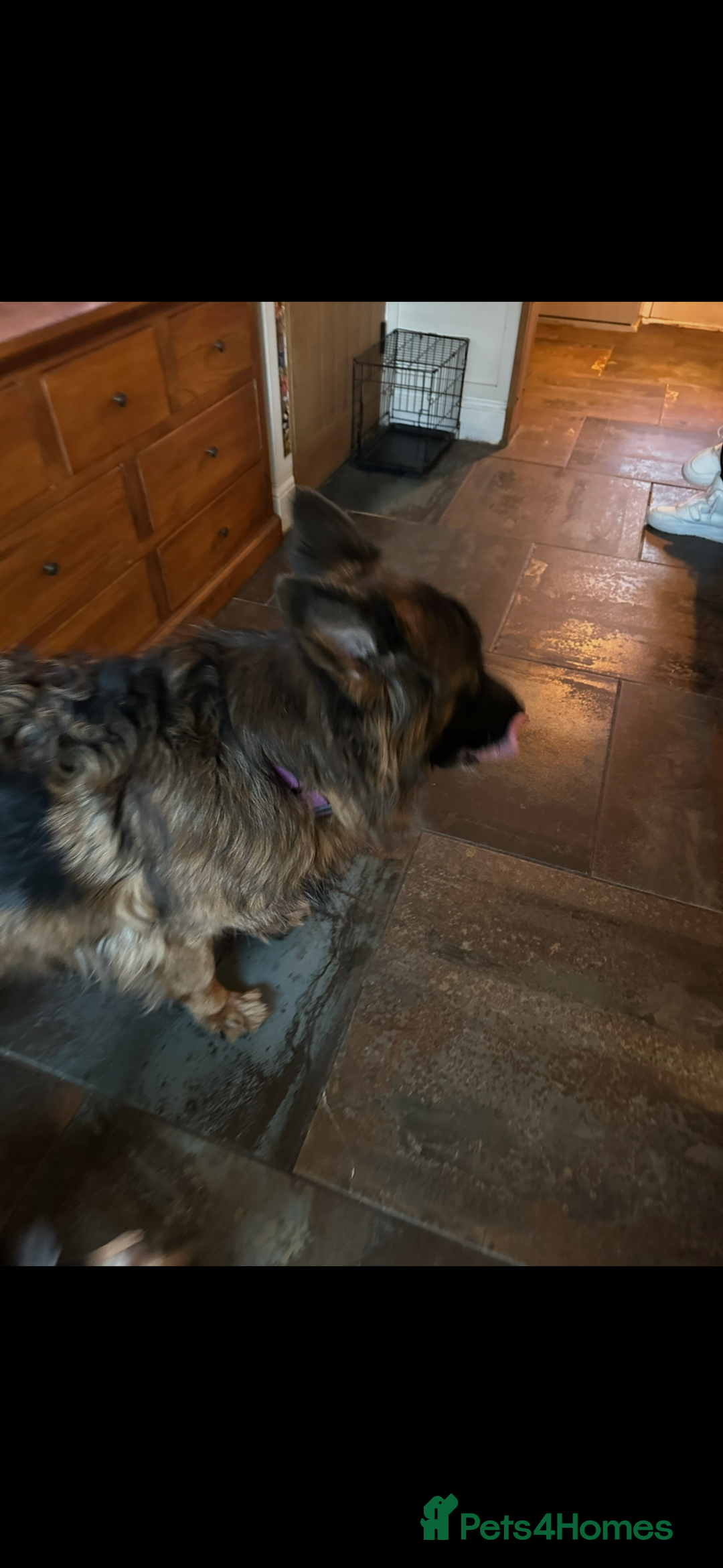 German Shepherd dogs for sale: Lovely Soft Natured Girl - Advert 5