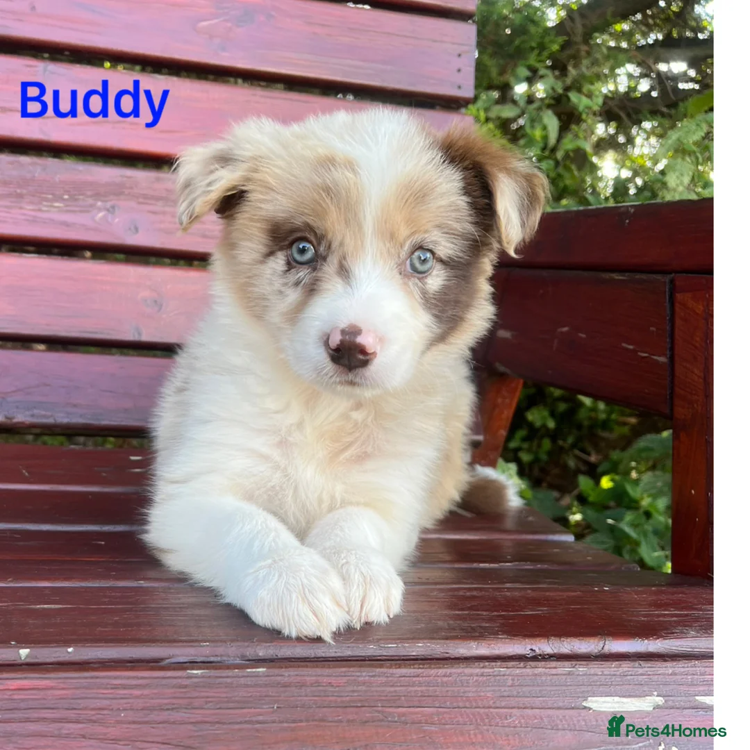 Border Collie dogs for sale: Red / White + Red Merle Border Collie Puppies - Advert 13