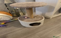 British Longhair cats for sale: Kitten for sale (Luna)  - Advert 4