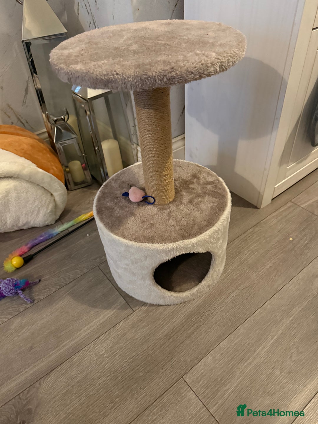 British Longhair cats for sale: Kitten for sale (Luna)  - Advert 4