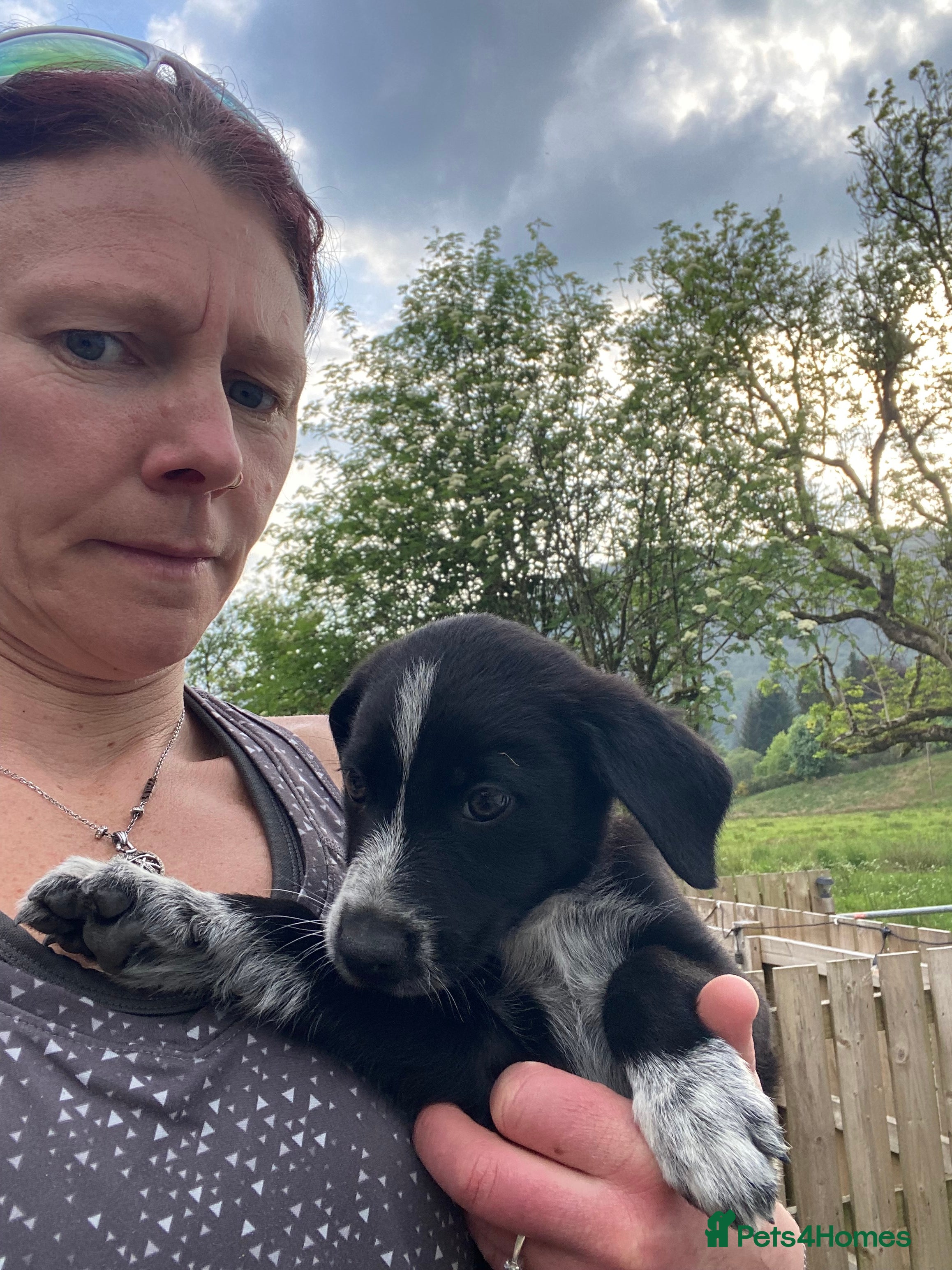 Mixed Breed dogs for sale: Border Collie Cross Pups ready for forever homes in Cairndow - Advert 8