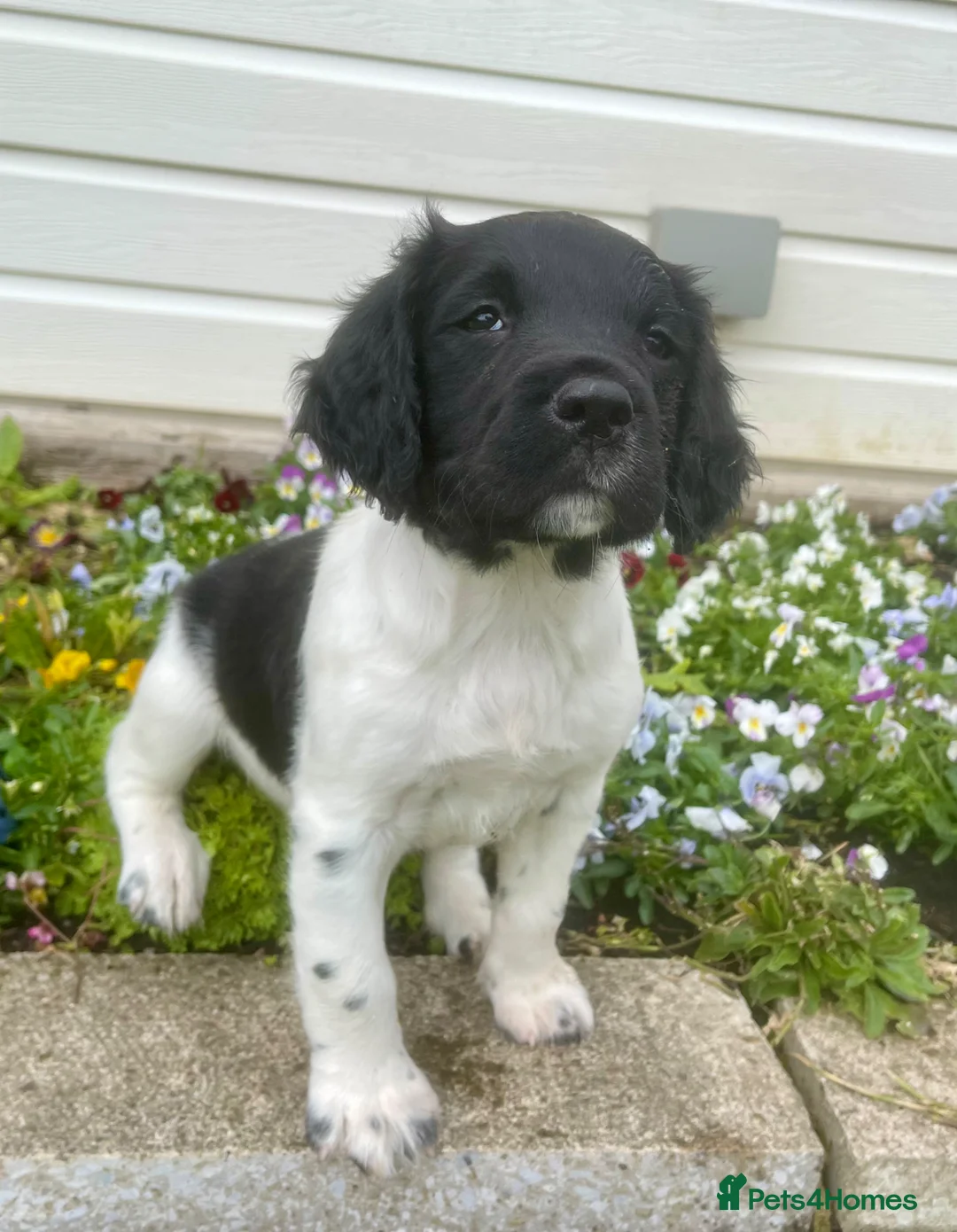 English Springer Spaniel dogs for sale: READY TO LEAVE NOW Springer Spaniel Dogpup - Advert 2