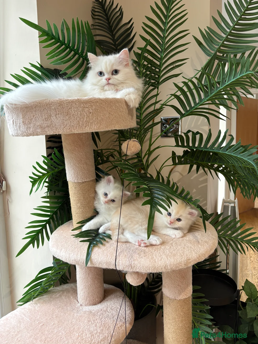 Mixed Breed cats for sale: Persian/ragdoll  - Advert 6