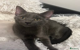 Ragdoll cats for sale: Adorable kittens ( Ragdoll cross) - Image 4