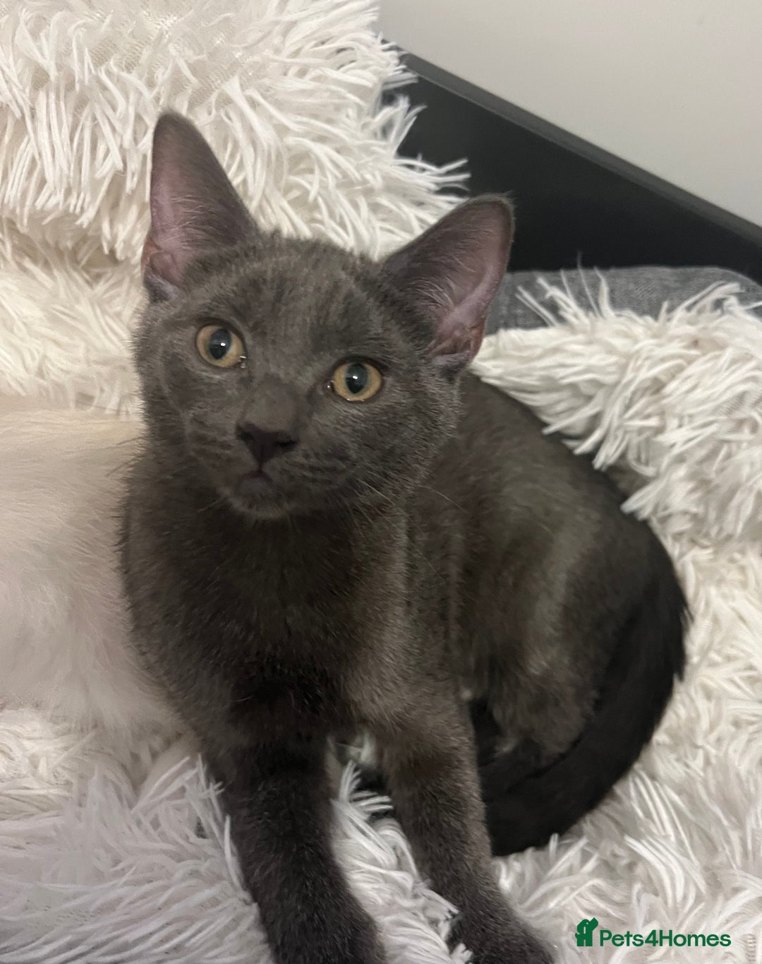 Ragdoll cats for sale: Adorable kittens ( Ragdoll cross) - Image 4