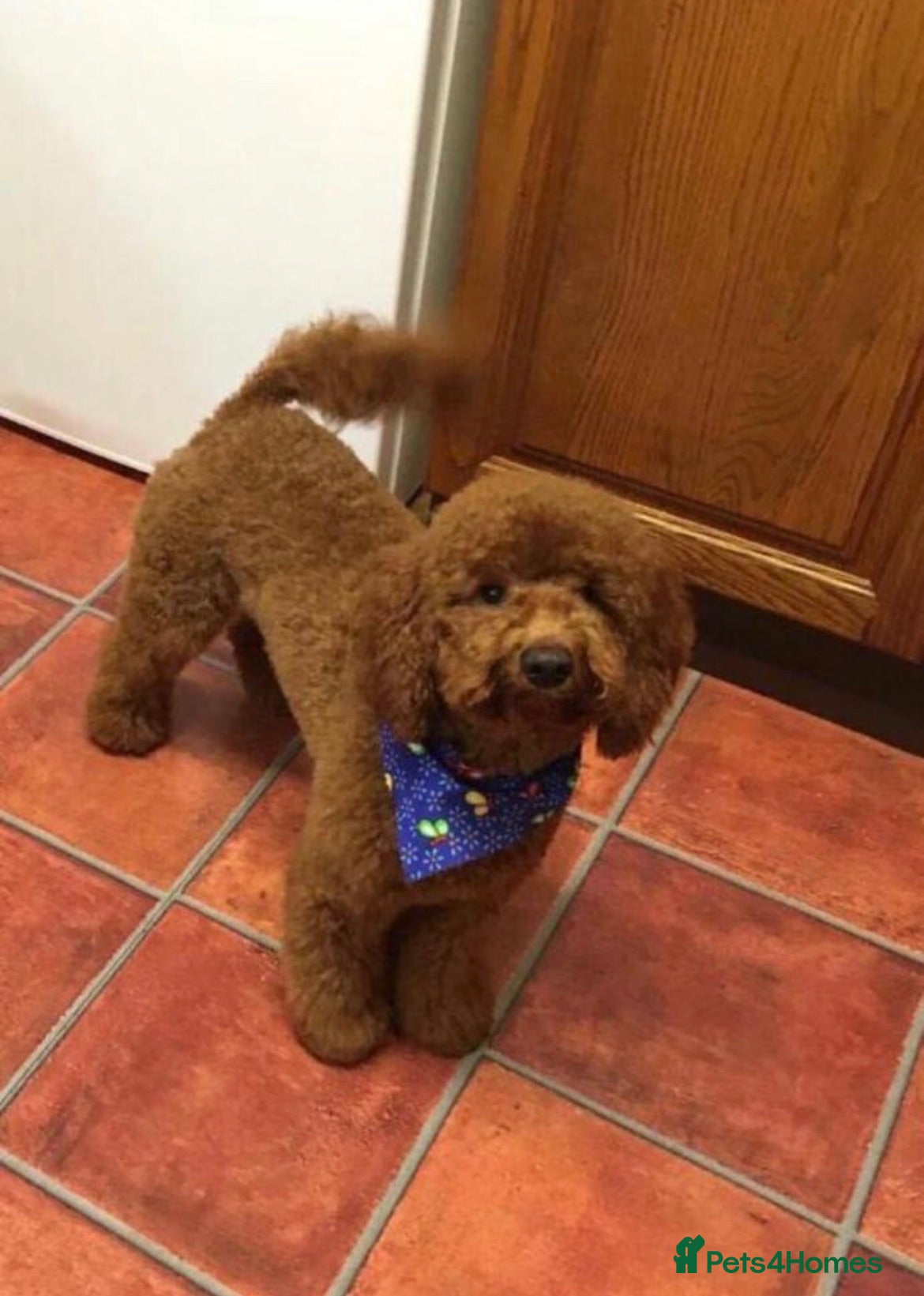 Cavapoo dogs Outstanding quality, F1b super dark red Cavapoo’s  - Advert 2