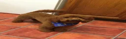 Cavapoo dogs for sale: Outstanding quality, F1b super dark red Cavapoo’s  - Advert 7