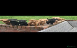 Labradoodle dogs for sale: F1 labradoodles - Image 15