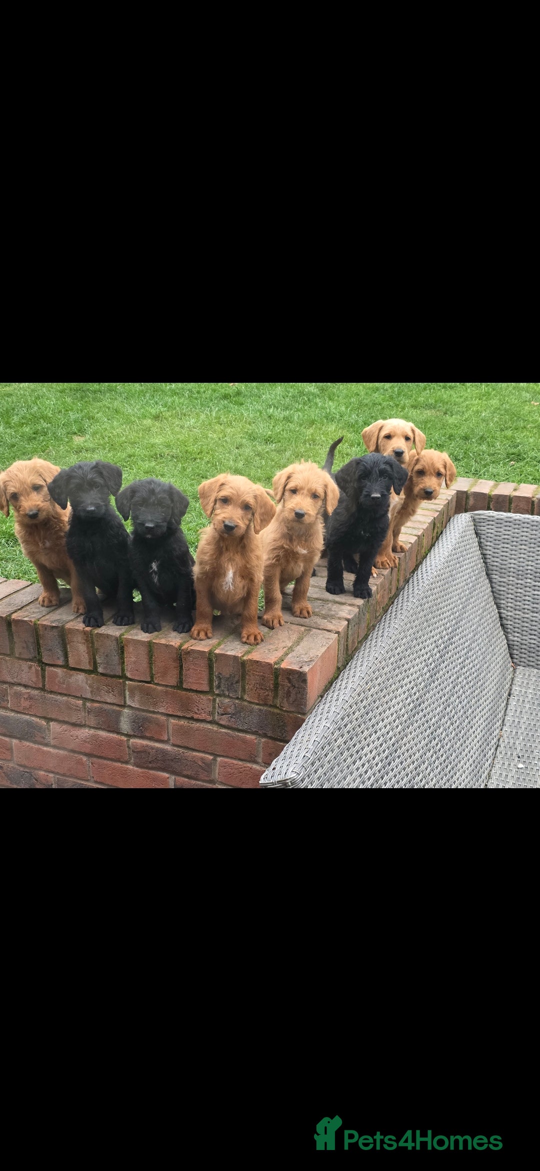 Labradoodle dogs for sale: F1 labradoodles - Image 15
