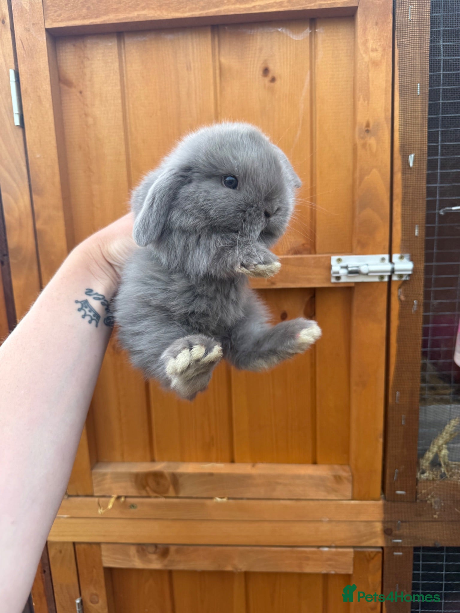 Mini Lop rabbits 🩶 Welcoming Pure Mini Lops 🩶 - Advert 1