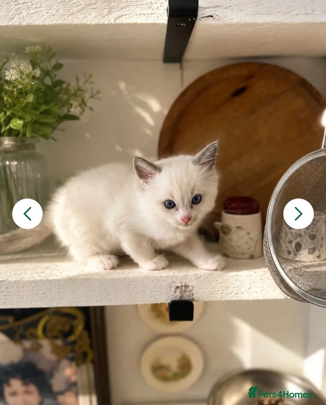 Ragdoll cats for sale:  🐾 One Little Boy Left- awaiting Family 🐾 - Advert 4