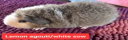 Guinea Pig rodents for sale: Rex sows/boars, Aby, cali guinea pigs. - Advert 10
