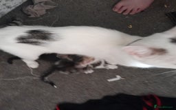 Mixed Breed cats for sale: Beautiful kittens  - Image 4