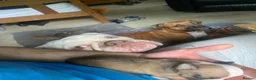 Mixed Breed dogs for sale: Family Raised Bulldog x Boxer Puppies Ready :))) in Bideford - Advert 1