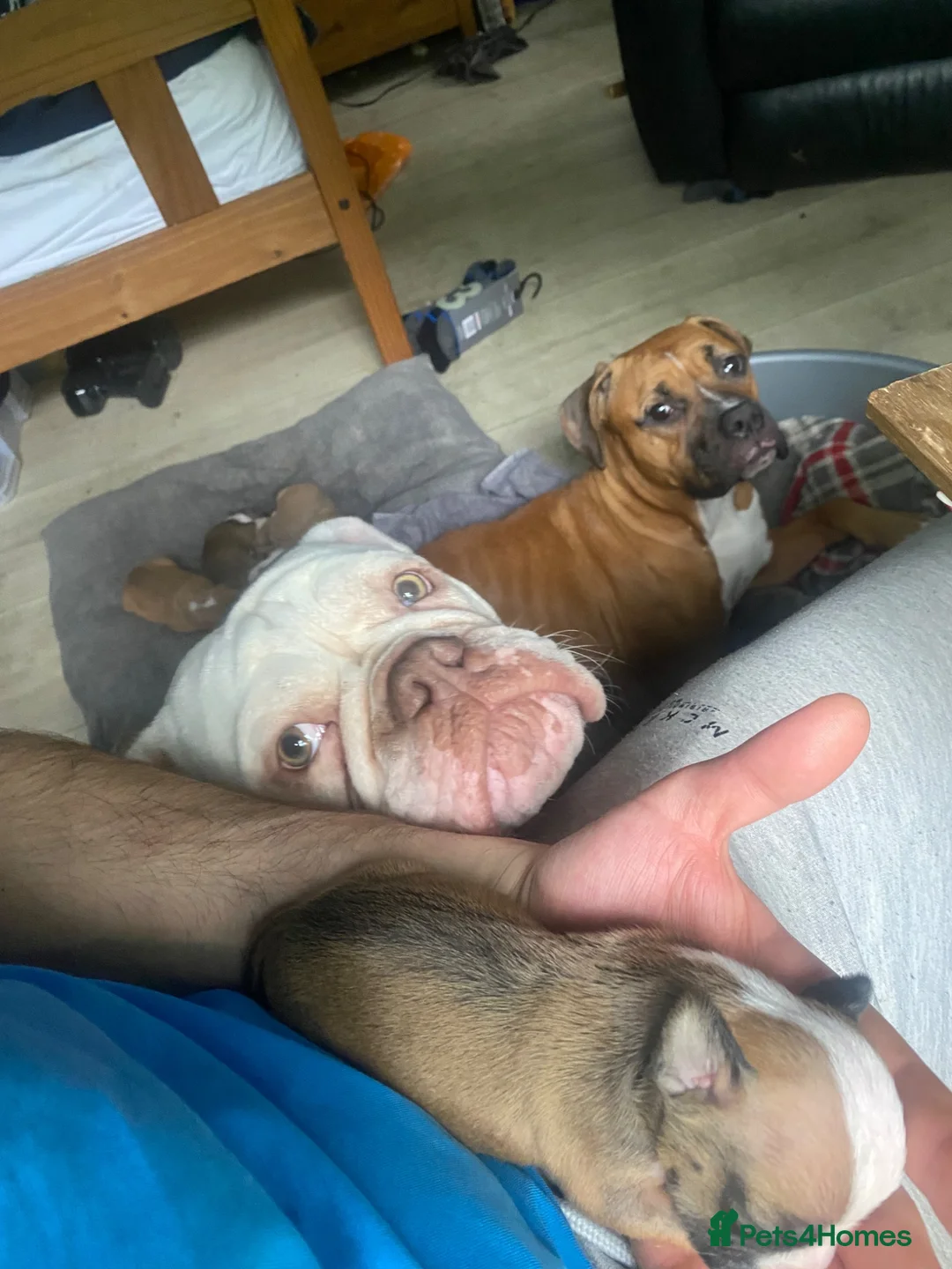 Mixed Breed dogs for sale: Family Raised Bulldog x Boxer Puppies Ready :))) in Bideford - Advert 1