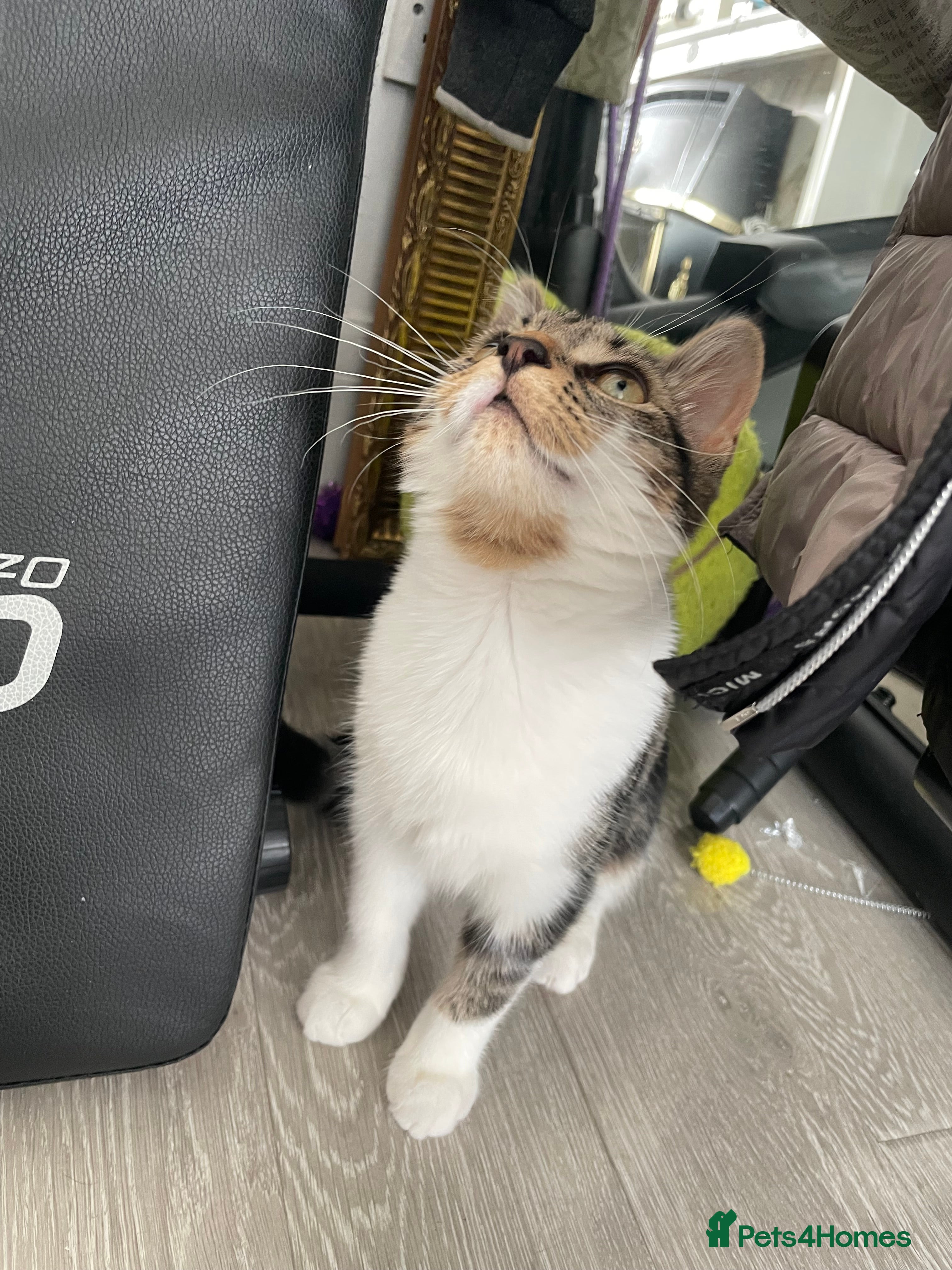 Domestic Shorthair cats Domestic shorthair kitten 4-5 month old  - Advert 2